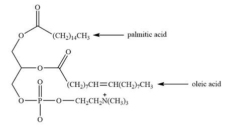 Palmitic Acid Structure