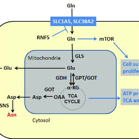 Pdf Right On Target Glutamine Metabolism In Cancer