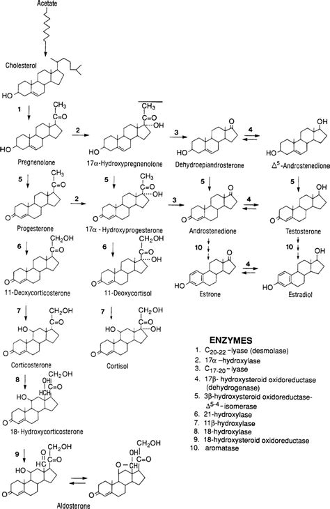 Reproductive Endocrinology Neuroendocrinology Gonadotropins Sex