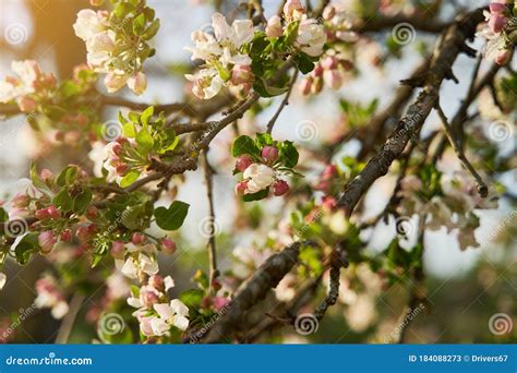 Flower Buds Of Apple Tree Close Up Apple Tree Blossom In Spring Stock