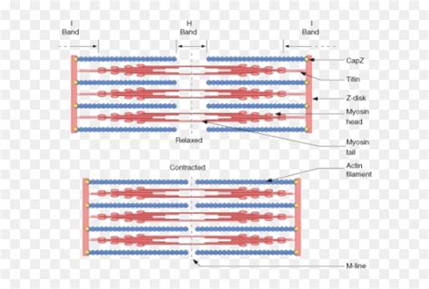 Sliding Filament Theory Animation