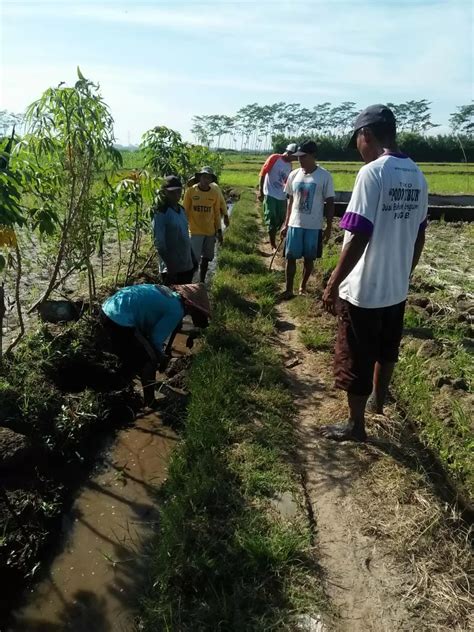 Hama Tikus Serang Ratusan Hektare Sawah Radar Jember