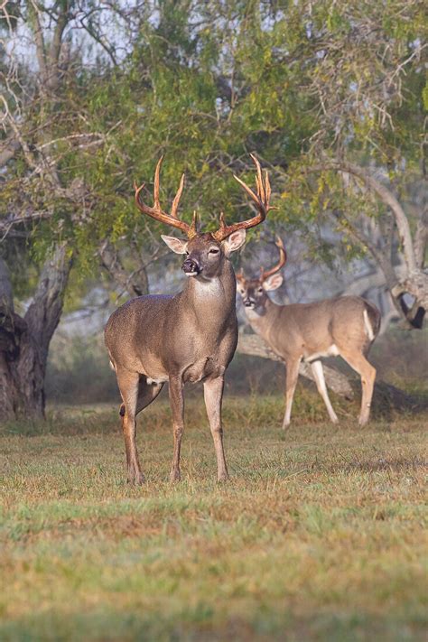 White Tailed Deer Odocoileus License Image 71408712 Image Professionals