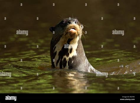 Giant River Otter Pteronura Brasiliensis Stock Photo Alamy