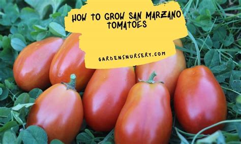 How To Grow San Marzano Tomatoes GARDENS NURSERY