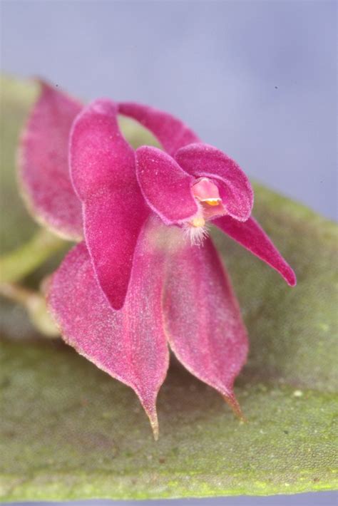 Lepanthes Planadensis Wiel Driessen Flickr