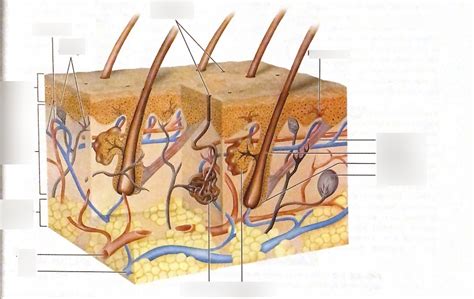 Anatomy Chapter 3 Microscopic Structure Of Skin Diagram Diagram Quizlet