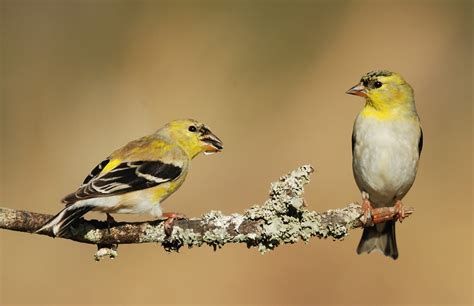 Darwin’s Goldfinches - Volusia Naturalist