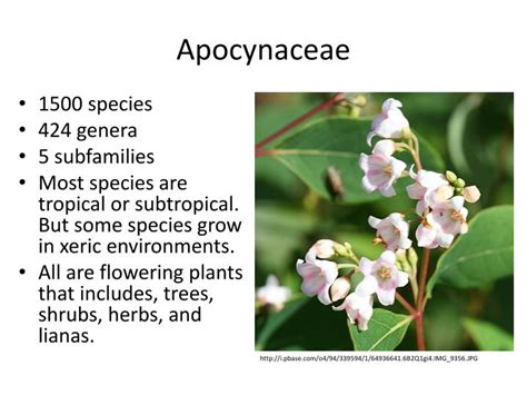 PPT - Family Apocynaceae The Dogbane Family PowerPoint Presentation ...