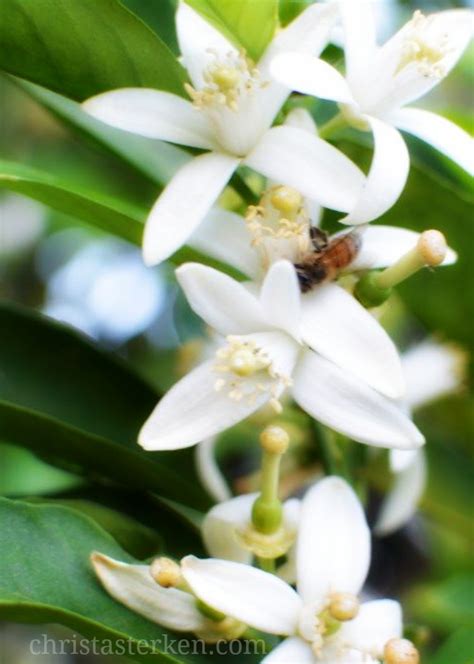 Photography California Dreaming Socal Orange Blossoms