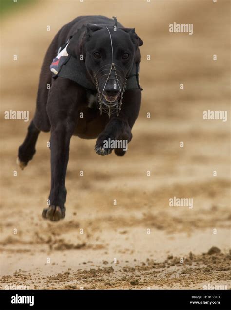 Greyhound dog racing Stock Photo - Alamy