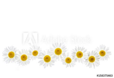 daisy border clipart 10 free Cliparts | Download images on Clipground 2024