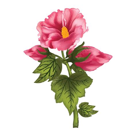 Hermosa Flor De Color Rosa Fondo Blanco Vector PNG Flor Pintura Agua