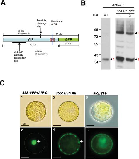 Detection Of Aif Proteins In Flowers And The Localization Of Aif