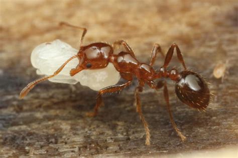 Solenopsis Invicta Bugguidenet