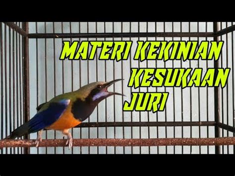 Masteran Handal CUCAK CUNGKOK Isian Ciblek Sambung Kunti Dan Pijantung