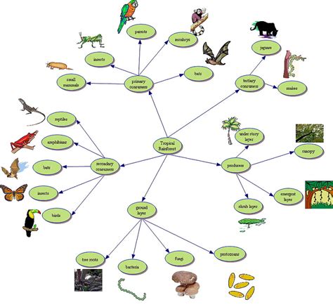 Rainforest Food Chain