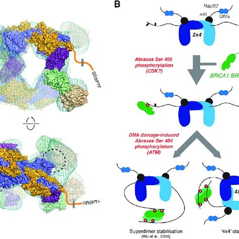 Architecture Of The Complex And Brca Dimerization A Orthogonal