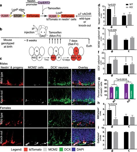 The Nachr Regulates Adult Neurogenesis In Adult Mice Differently In