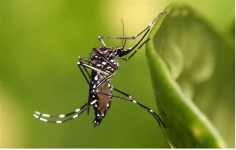 Dengue Spreading Rapidly You Must Also Know The Symptoms And Prevention