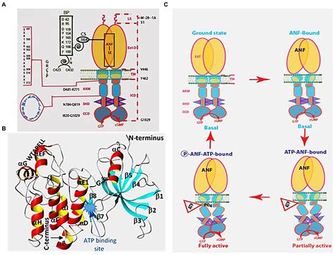 Frontiers Multilimbed Membrane Guanylate Cyclase Signaling System