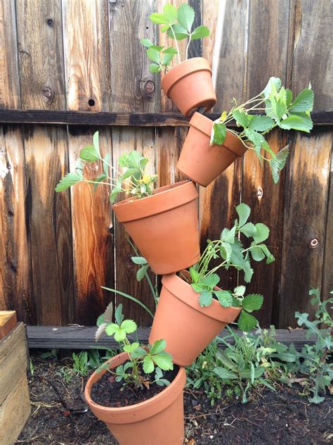 My Strawberry Planter