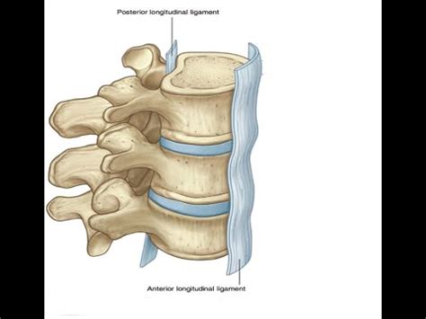 Anterior Longitudinal Ligament Anatomy