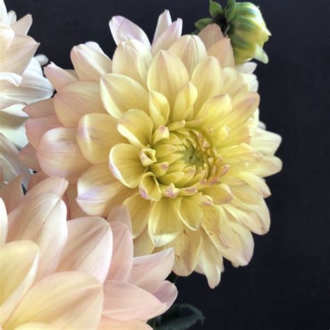 Dahlia Wyns New Pastel — Goldenrod Gardens