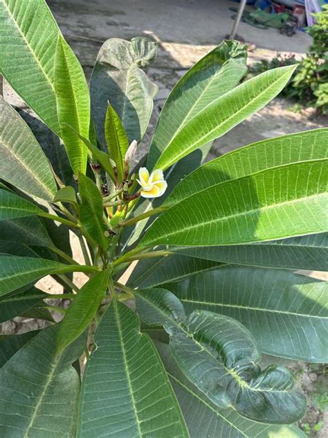 Plumeria Leaves Curling Causes And How To Fix