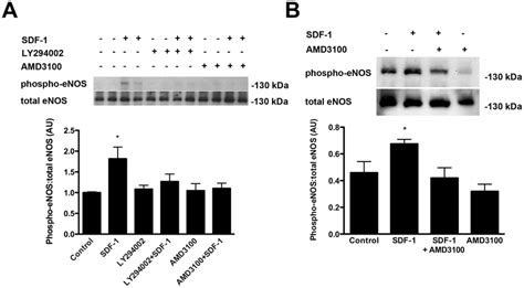 Phosphorylation Of Enos By Sdf 1 At The Activation Site Ser1177 A Download Scientific