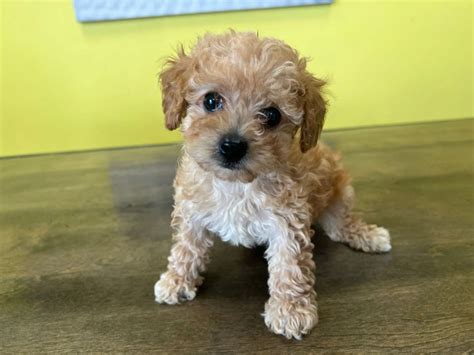 Poodle Puppies For Sale | Find Your Perfect Companion