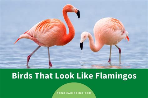 10 Birds That Look Like Flamingos Sonoma Birding