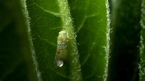 Psyllids - Environmental Factor