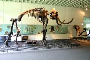 Mastodon Facts, Habitat, Pictures and Diet