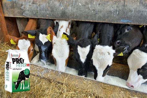 3 Reasons To Feed Calf Milk Replacer Over Whole Milk Agrilandie