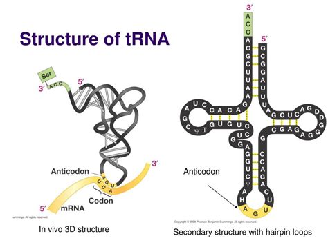 TRNA 3D Structure