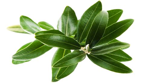 Where to buy Olive Leaf Extract manufacturer &suppliers