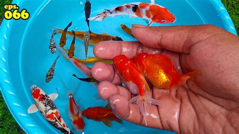 Menemukan Ikan Hias Di Baskom Ikan Cupang Ikan Mas Koki Ikan Koi