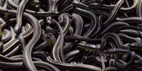 The Largest Gathering Of Snakes In The World Woke Up From A Nap And