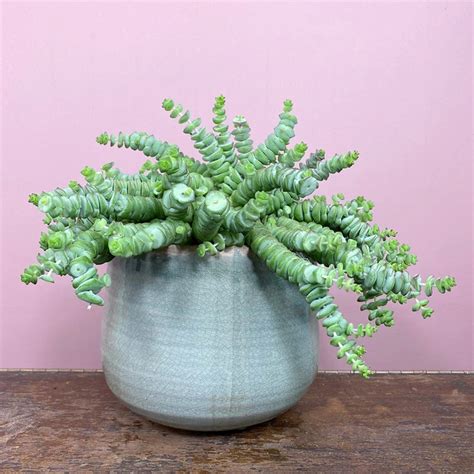 Crassula Xrupestris F Marnieriana Hottentot Pot Size Cm Jade