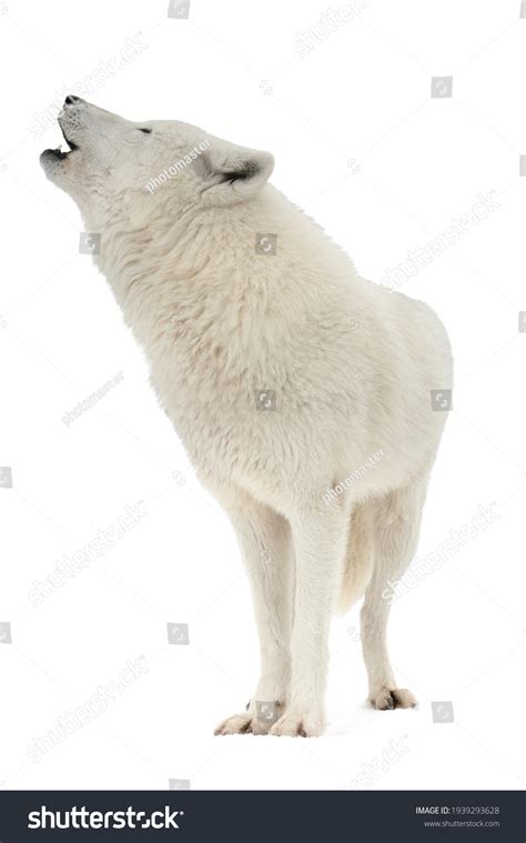 538 Howling Wolf Profile Images, Stock Photos & Vectors | Shutterstock