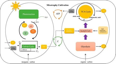 Application of Different Microalgae Cultivation Modes in Aquaculture