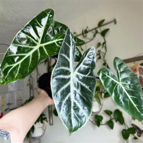 Alocasia Safari Ebony 100mm The Jungle Collective