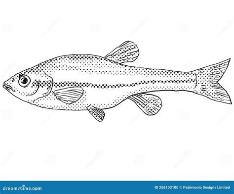 Finescale Dace Or Chrosomus Neogaeus Freshwater Fish Cartoon Drawing