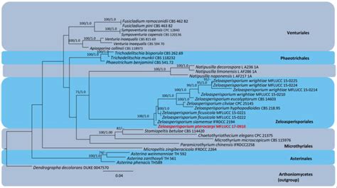 Simplified Phylogram Showing The Best Raxml Maximum Likelihood Tree