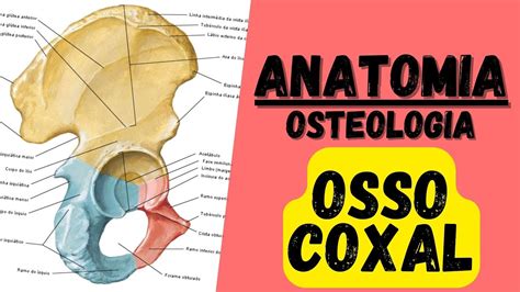 Quais são os ACIDENTES ÓSSEOS do OSSO COXAL ANATOMIA Aula de