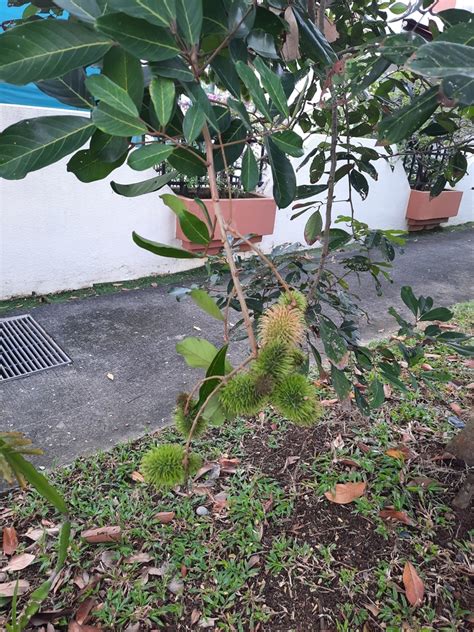 Rambutan From Tampines Singapore On February 11 2024 At 0857 Am By