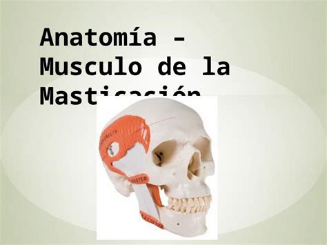 Pptx Anatom A Musculo De La Masticaci N Pdfslide Tips