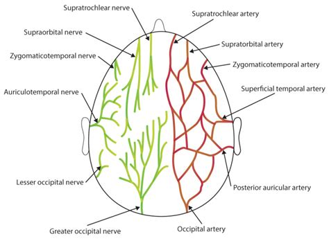 Anatomy Head And Neck Auriculotemporal Nerve StatPearls NCBI