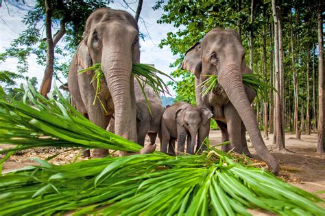 Asian elephants don't exhibit much dominant behavior - Earth.com